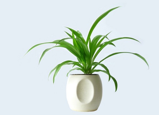 ����ȩֲ����m���B(y��ng)ֳ����